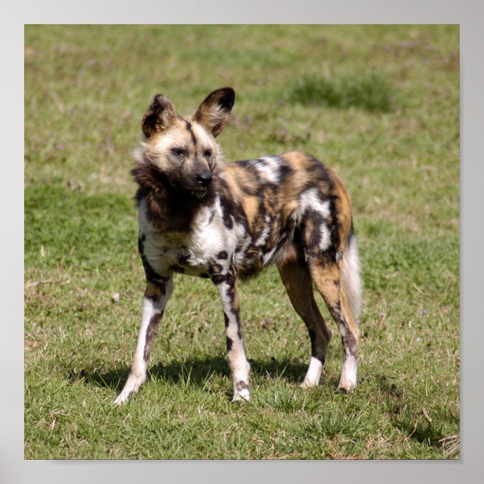 African Wild Dog Print