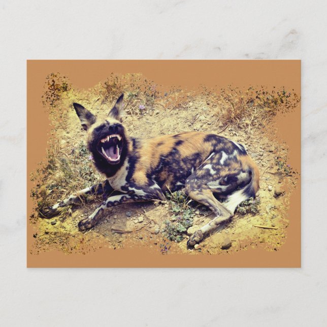 African Wild Dog showing its teeth Postcard (Front)