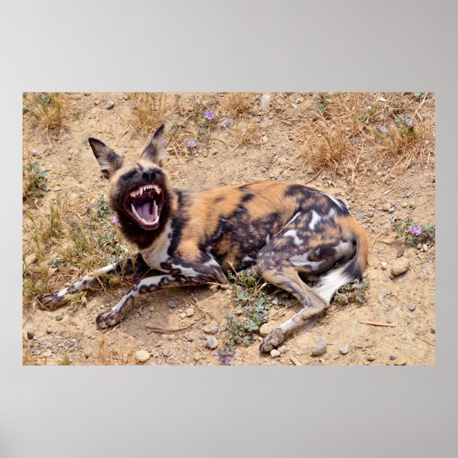 African Wild Dog showing its teeth Poster (Front)