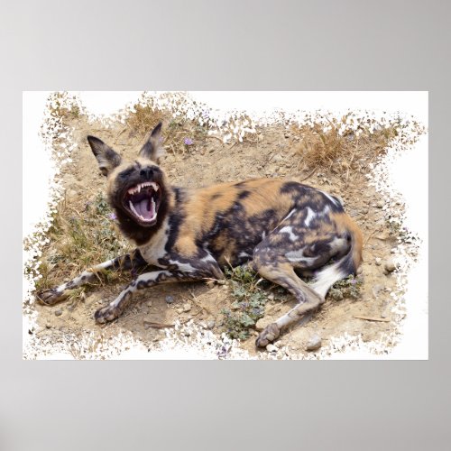 African Wild Dog showing its teeth Poster