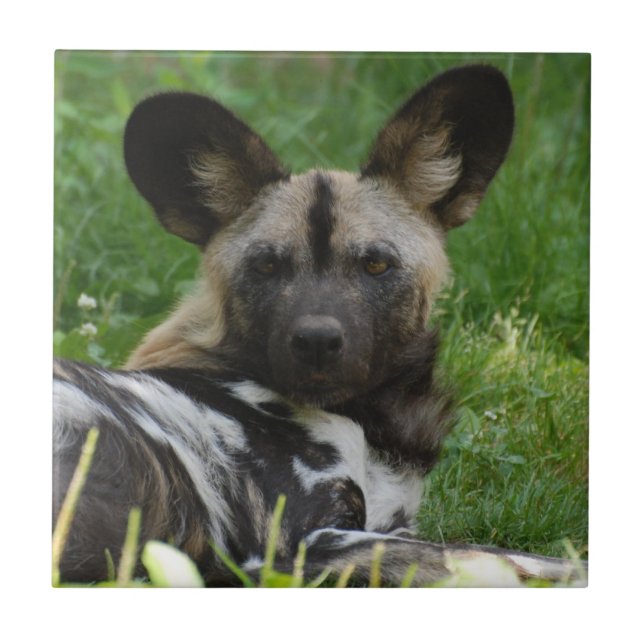 African Wild Dog Tile (Front)