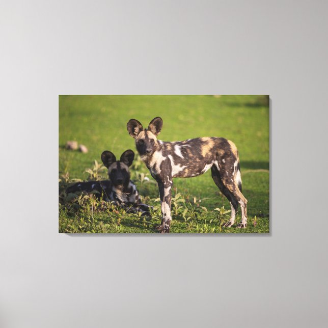 African Wild Dogs in Tanzania Canvas Print (Front)