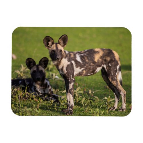 African Wild Dogs in Tanzania Magnet
