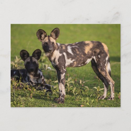 African Wild Dogs in Tanzania Postcard