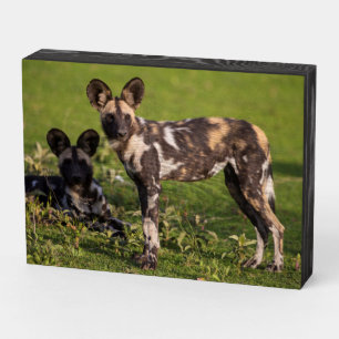 African Wild Dogs in Tanzania Wooden Box Sign