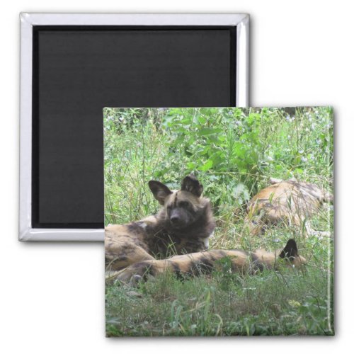 African Wild Dogs Magnet