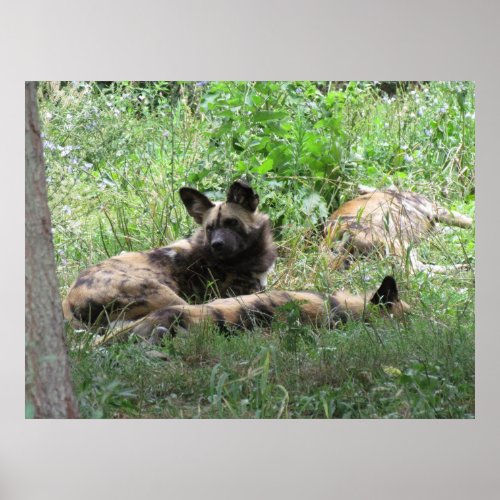 African Wild Dogs Poster