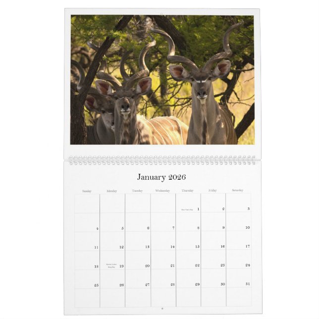 African Wildlife Calendar (Jan 2026)
