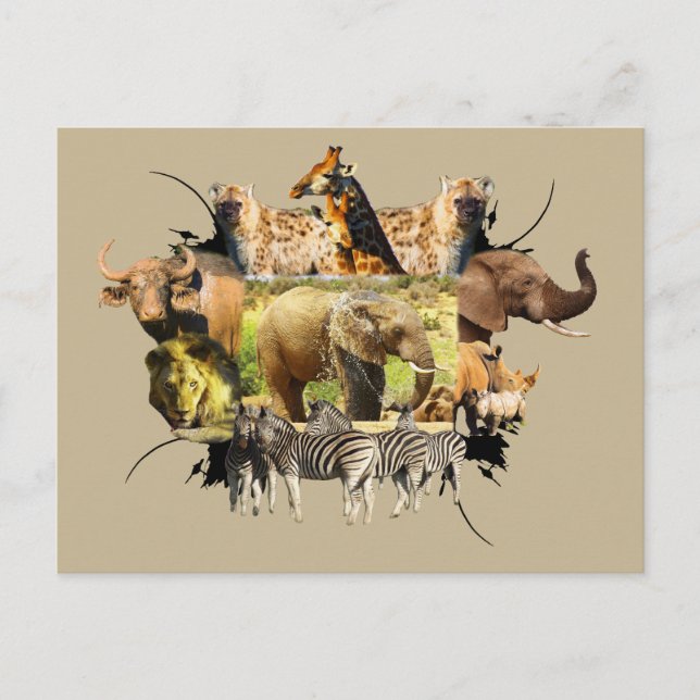 African Wildlife Frame Elephant Splash Postcard (Front)