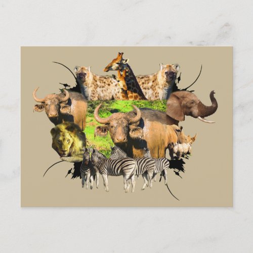 African Wildlife Frame Muddy Buffalo Postcard