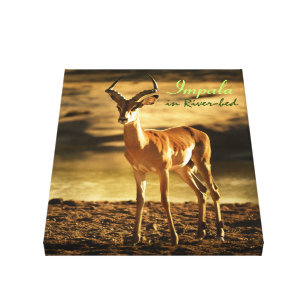 African Wildlife Impala in River-bed Canvas Print