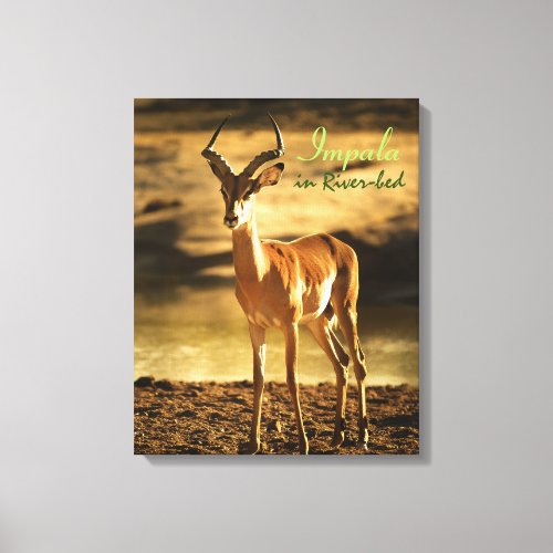 African Wildlife Impala in River_bed Canvas Print