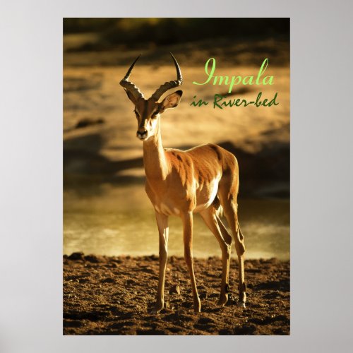 African Wildlife Impala in River_bed Poster
