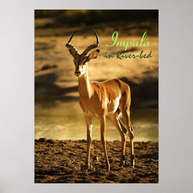 African Wildlife Impala in River-bed Poster (Front)