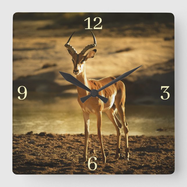 African Wildlife Impala in River-bed Square Wall Clock (Front)