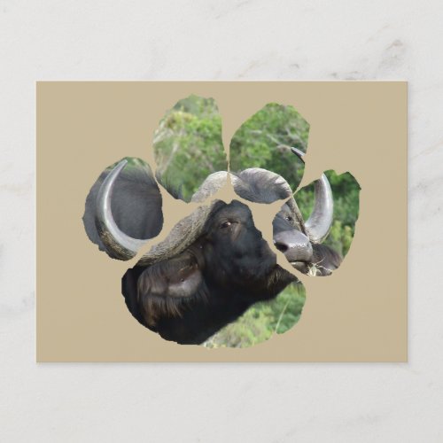 African Wildlife Lion Pawprint Buffalo Grass Postcard