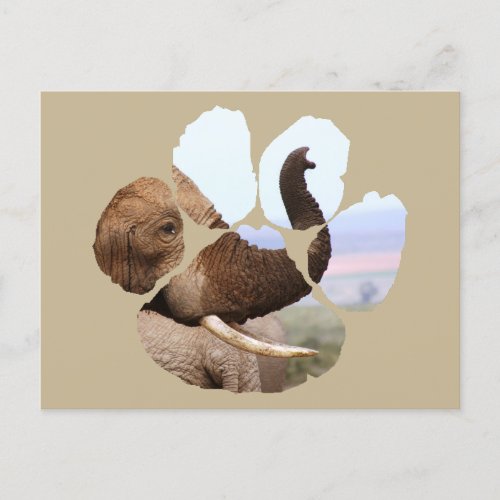 African Wildlife Lion Pawprint Elephant Scents Postcard