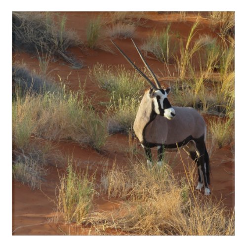 African Wildlife Oryx Antelope Sand Dune Savannah  Acrylic Print