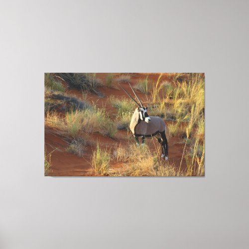 African Wildlife Oryx Antelope Sand Dune Savannah Canvas Print