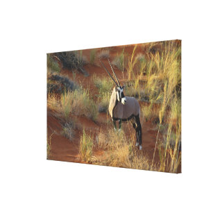 African Wildlife Oryx Antelope Sand Dune Savannah Canvas Print