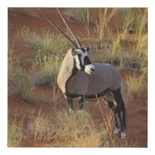 African Wildlife Oryx Antelope Sand Dune Savannah Faux Canvas Print