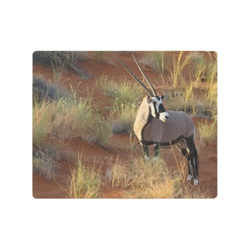 African Wildlife Oryx Antelope Sand Dune Savannah  Metal Print