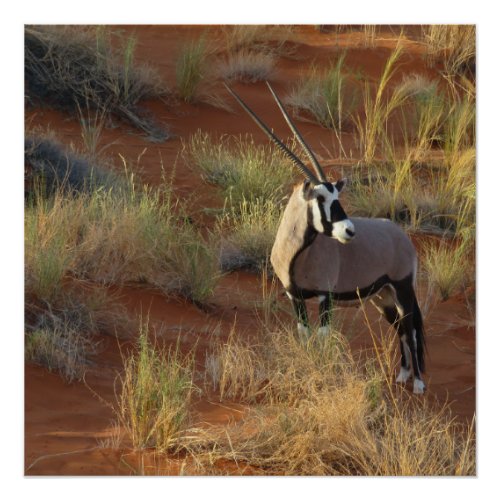 African Wildlife Oryx Antelope Sand Dune Savannah Poster