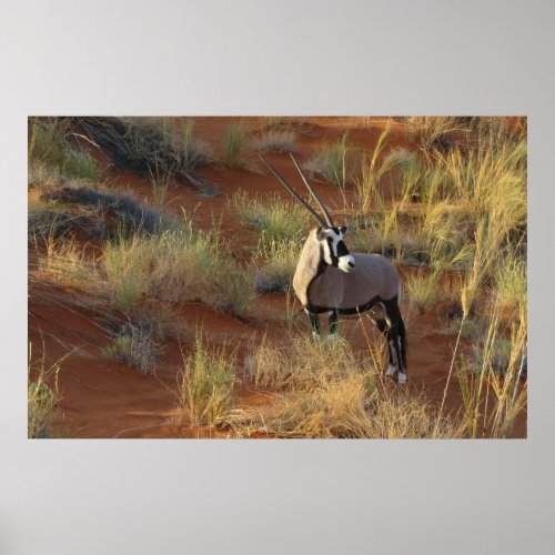 African Wildlife Oryx Antelope Sand Dune Savannah  Poster