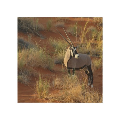 African Wildlife Oryx Antelope Sand Dune Savannah  Wood Wall Art