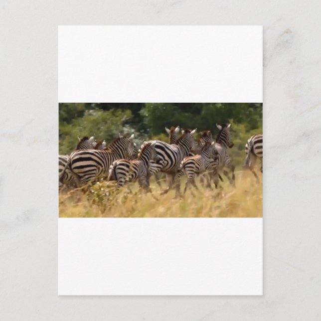 African Zebra cool stuff Postcard (Front)