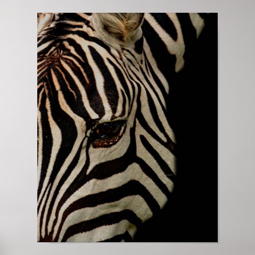 African zebra in low key poster