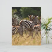 African Zebra Migration Safari (Standing Front)