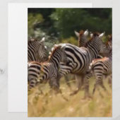 African Zebra Migration Safari (Front/Back)