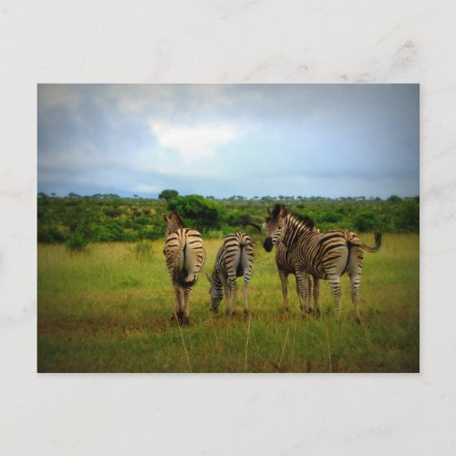 African Zebras in a Natural Setting Postcard