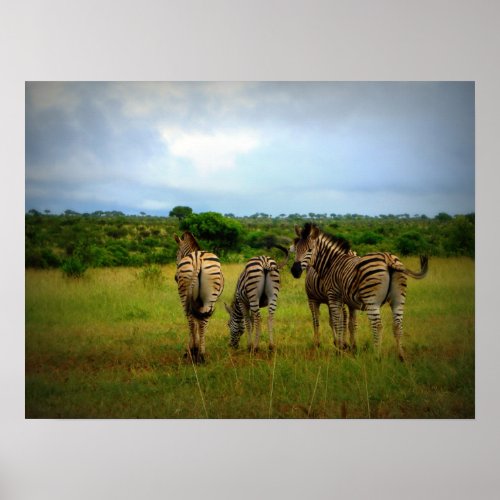 African Zebras in a Natural Setting Poster
