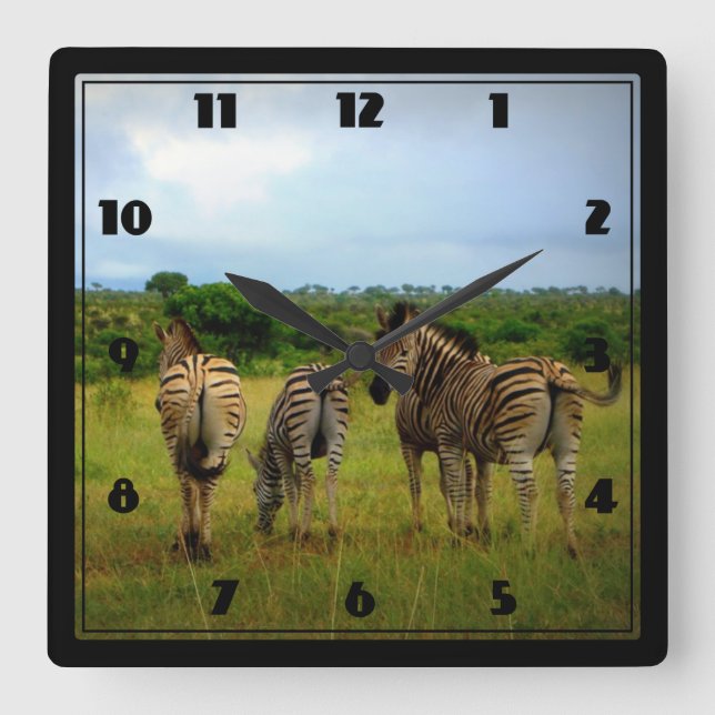 African Zebras in a Natural Setting Square Wall Clock (Front)