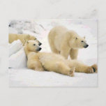 After Dinner Bear Postcard