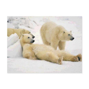 After Dinner Bear Postcard