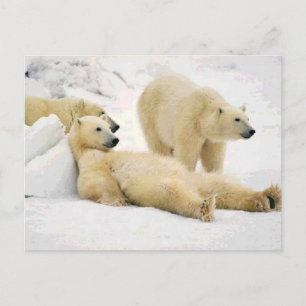 After Dinner Bear Postcard