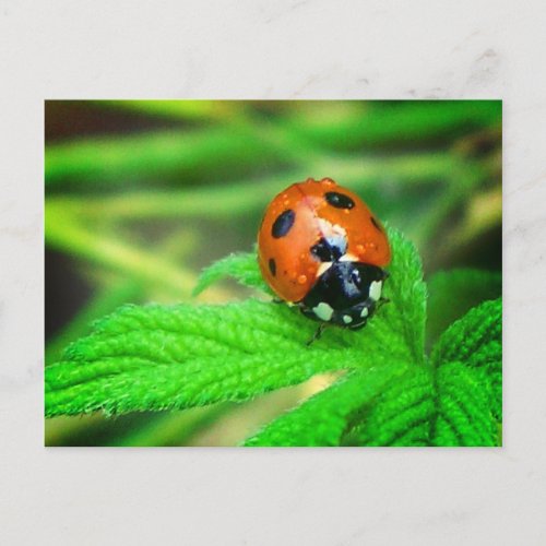 After the rain _ Ladybug with droplets Postcard