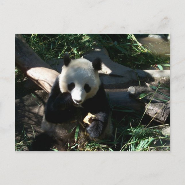 Afternoon Snack Postcard (Front)