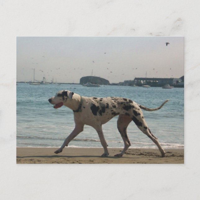 Afternoon Stroll III Postcard (Front)