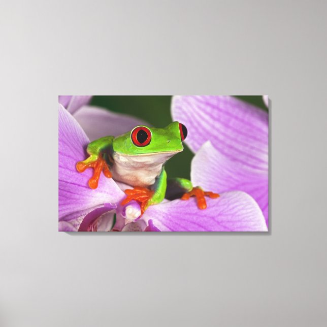 Agalychnis callidryas canvas print (Front)