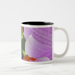 Agalychnis callidryas Two-Tone coffee mug