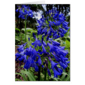 Agapanthus (Front)