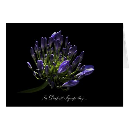 Agapanthus, African Lily - In Deepest Sympathy Card