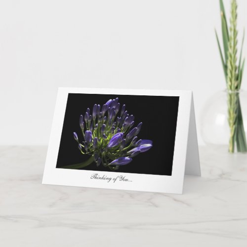 Agapanthus African Lily _ Thinking of You Card
