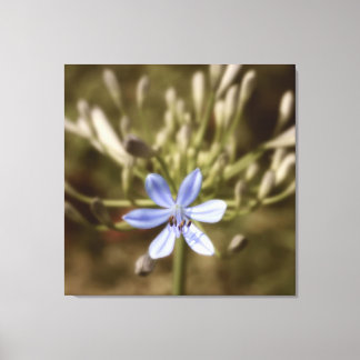 Agapanthus Blue Canvas Print