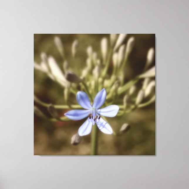 Agapanthus Blue Canvas Print (Front)