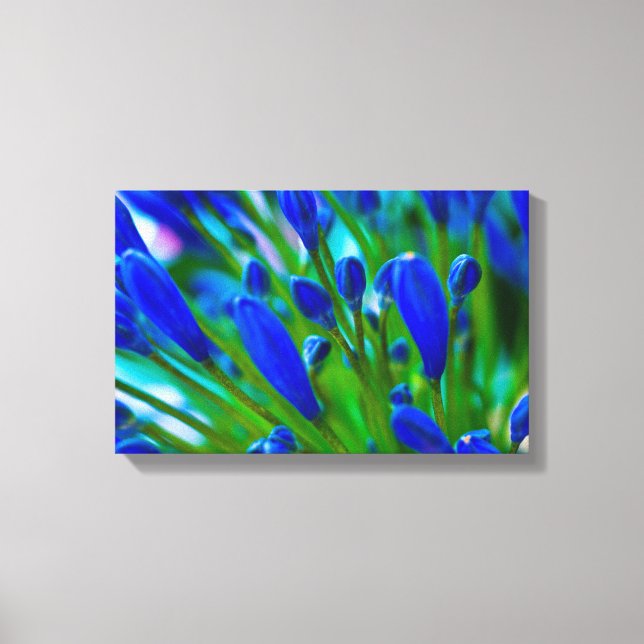 Agapanthus blue flower Canvas print (Front)